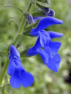 Sauge gentiane