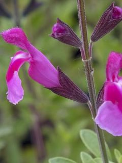 Sauge arbustive rose pâle et rose vif - Salvia greggii Icing Sugar 