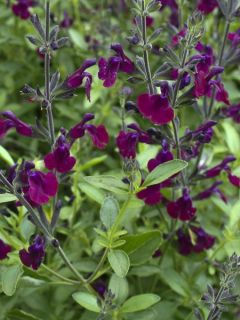 Sauge arbustive Nachtvlinder - Salvia microphylla Sauge arbustive Nachtvlinder - Salvia microphylla