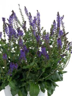Salvia nemorosa April Night - Sauge des bois