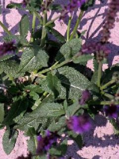 Sauge nemorosa 'Mainacht' Sauge nemorosa 'Mainacht'