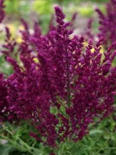 Sauge nemorosa 'Schwellenburg' Sauge nemorosa 'Schwellenburg'