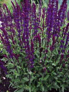 Salvia nemorosa Serenade - Sauge des bois