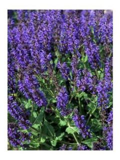 Sauge nemorosa 'Viola Klose'