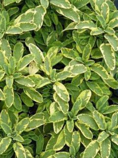 Sauge officinale 'Aurea'