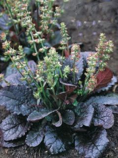 Sauge 'Purple Knockout'