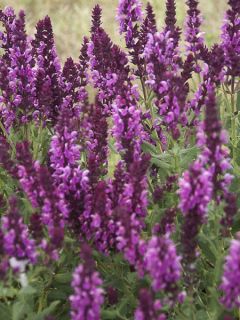 Sauge 'Reine Rose' Sauge 'Reine Rose'