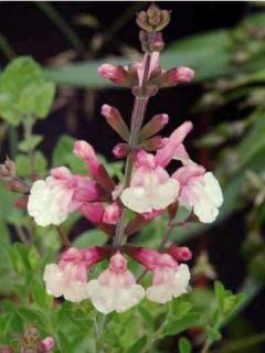 Sauge 'Sierra San Antonio'