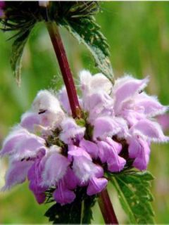 Sauge tubéreuse de Jérusalem