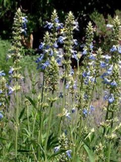Sauge, Salvia Uliginosa African Skies