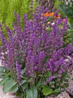 Sauge verticillée Endless Love - Salvia verticillata Sauge verticillée Endless Love - Salvia verticillata