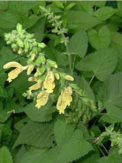 Sauge visqueuse Sauge visqueuse