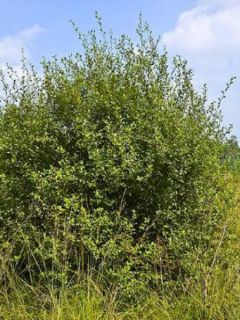 Saule à oreilles, Petit marsault