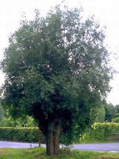 Saule blanc, aubier, saule argenté 'Belders'