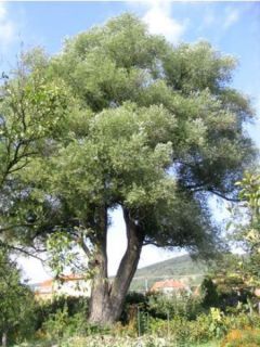 Salix alba - Saule blanc, argenté