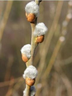 Salix cinerea - Saule cendré