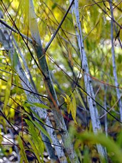 Saule - Salix acutifolia Blue Streak