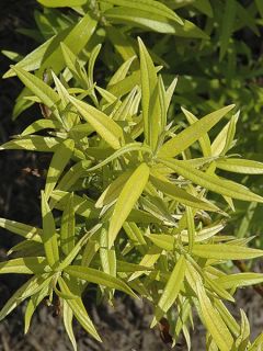 Saule doré -  Salix sachalinensis Golden Sunshine