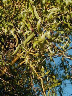 Saule de Pékin tortueux - Salix matsudana (babylonica) Tortuosa