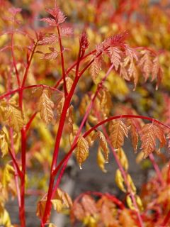 Savonnier orange - Koelreuteria paniculata Coral Sun
