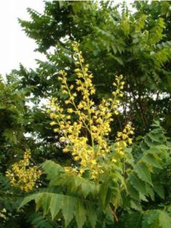 Koelreuteria paniculata - Savonnier de Chine