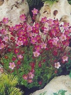 Saxifraga x arendsii Pixie - Saxifrage mousse