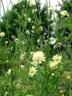 Scabieuse géante jaune