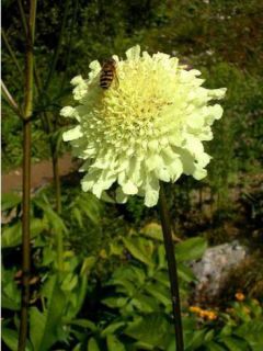 Scabieuse jaune alpine