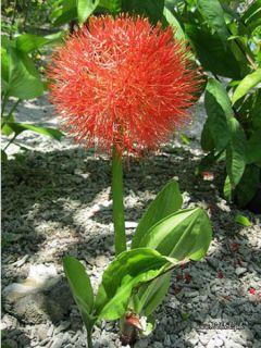 Scadoxus multiflorus subsp multiflorus