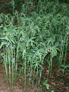 Sceau de Salomon commutatum