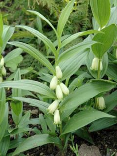 Sceau de Salomon humile