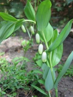 Sceau de Salomon odorant