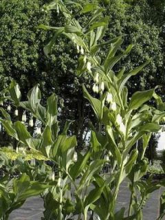 Polygonatum Weihenstephan - Sceau de Salomon