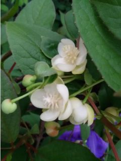 Schisandra grandiflora