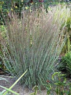 Schizachyrium scoparium 'Blue Heaven'®
