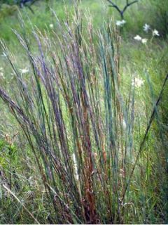 Schizachyrium scoparium