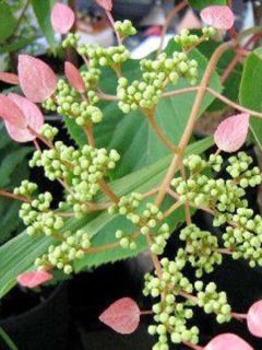 Schizophragma hydrangeoïdes 'Rosea'