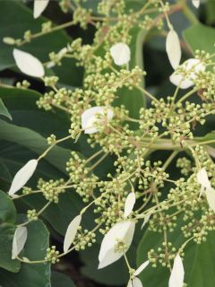 Schizophragma hydrangeoides Windmills Schizophragma hydrangeoides Windmills