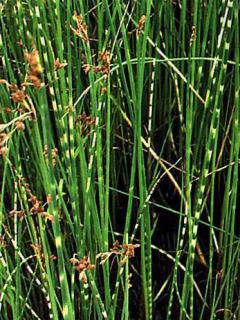 Scirpus lacustris tabernaemontani 'Zebrinus'