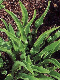 Phyllitis scolopendrium, Scolopendre, Fougère persistante