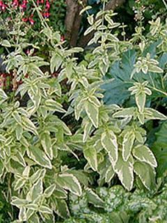 Scrophularia auriculata 'Variegata'