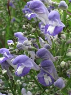 Scutellaire incana Scutellaire incana