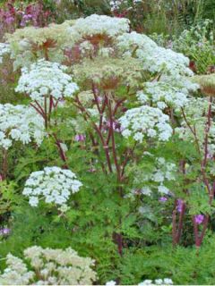 Selinum wallichianum