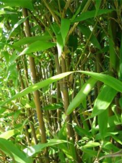 Semiarundinaria fastuosa