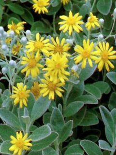 Senecio  'Sunshine'