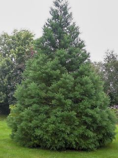 Séquoia géant 'Greenpeace'