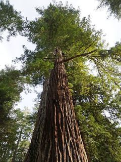 Sequoia sempervirens - Séquoia à feuilles d'If pot de 4L
