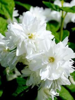 Seringat 'Dame Blanche'