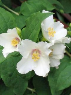 Philadelphus Lemoinei - Seringat de Lemoine