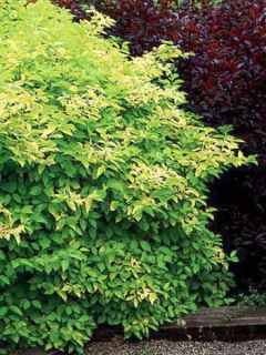 Seringat, Jasmin des poètes 'Aureus'